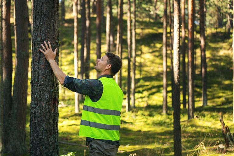Nurturing Nature’s Giants: A Seasonal Guide to Tree Care