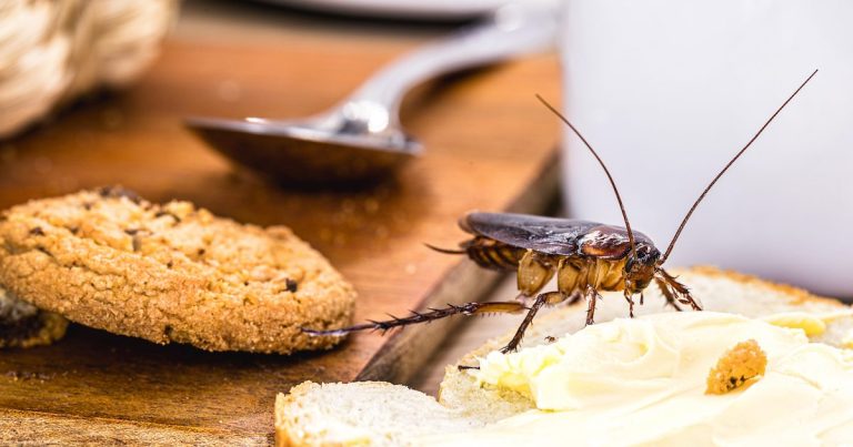 Safeguarding Health: Understanding and Mitigating Health Risks Associated with Pests