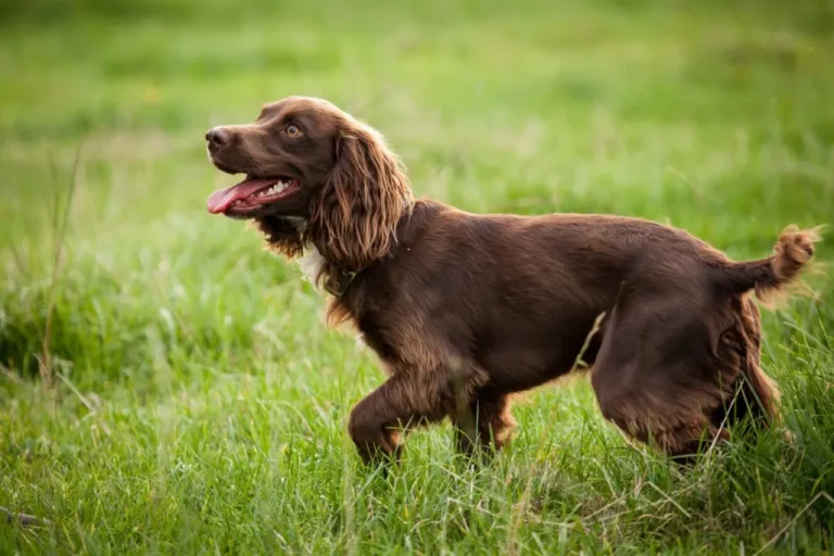 Boykin Spaniel – Know Your Dog Well Before Making Him a Part of Your Life!