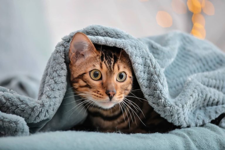 In the Heat of the Moment Understanding When Cats Enter Their Heat Cycle