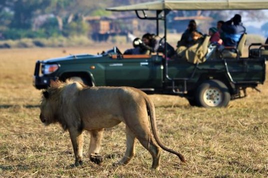 Experience the Untamed Beauty of Botswana: 7-Day Safari with Falcon Safaris