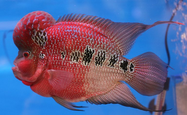 The Flowerhorn Fish: A Symbol of Innovation and Elegance in Modern Aquatic Lifestyles