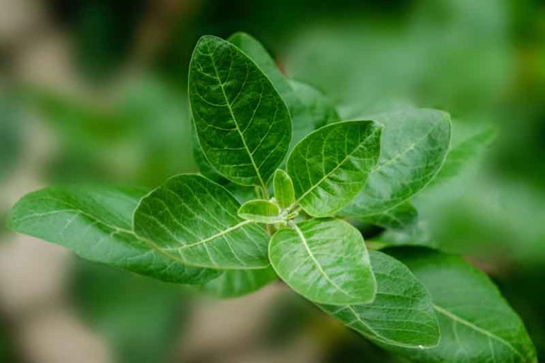 The Science Behind Plant Legends: Demystifying Adaptogens